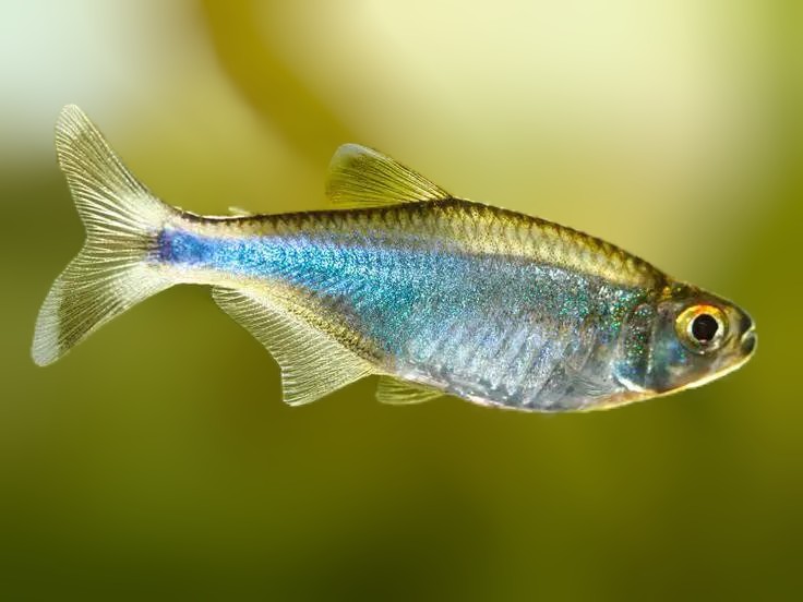 Cochus Blue Tetra